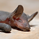 Image for article titled Why male bats take the high road and female bats take the low road